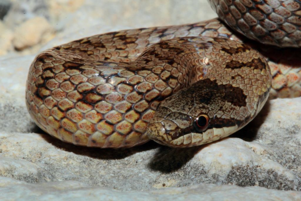 Orbettino, Vipera e Coronella al tramonto!